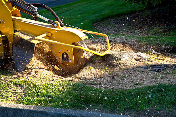 Best Lawn Disease Treatment  in Acres Green, CO